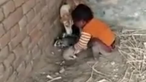 Mother love vs innocent child playing with puppy's