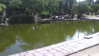 Recording the lake in the park, it is a beautiful place to enjoy [Nature & Animals]