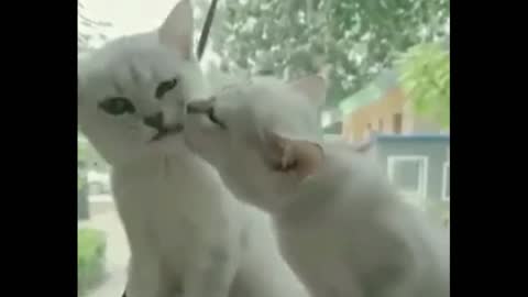 cute cats funny videos 2021 || FunnyAvailable