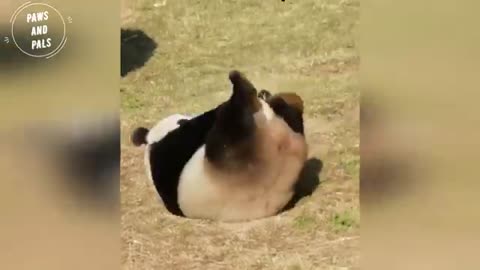 Funny panda video