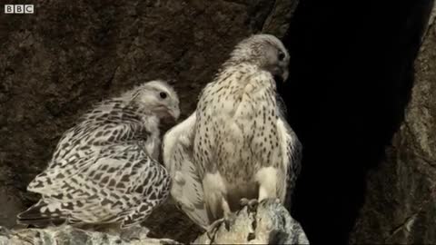 Young Falcons Learn to Fly | White Falcon, White Wolf (Part 6) | BBC Earth