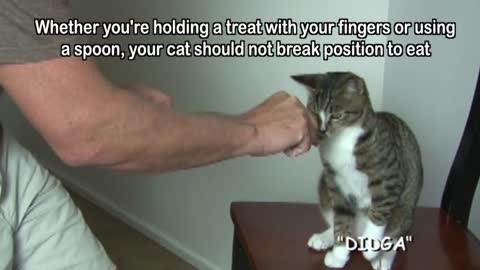 How to teach your cat to SIT instantly