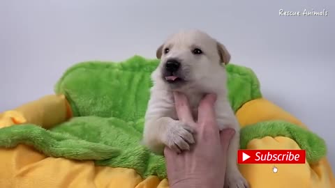 Starving Puppy Saved The World still have Some care and love