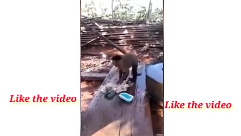 Rumble/monkey wash clothes,best viral funny video