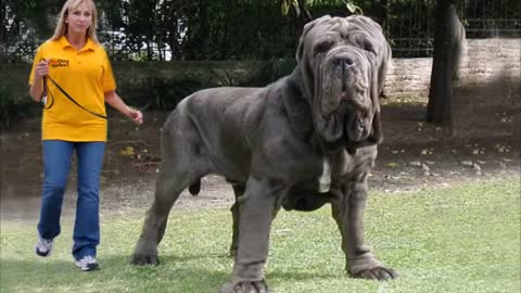 The largest dogs in the world!