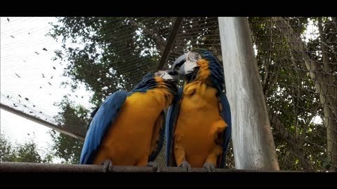 Parrot funny videos - Parrots kissing