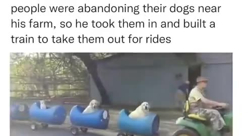 Abandoned dogs go on a train ride