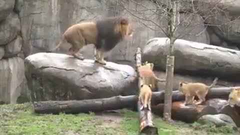 Cubs Meet Their Dad For The First Time.