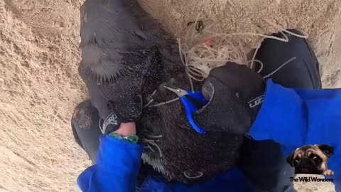 Kayakers help save seal pups entangled in netting