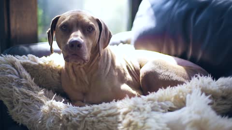 The cold dog escapes from the cold inside a sofa made of goat skin