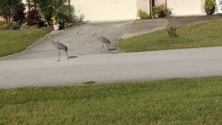 A pair of Sandhill Cranes