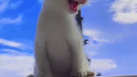 Angry Cat Sound