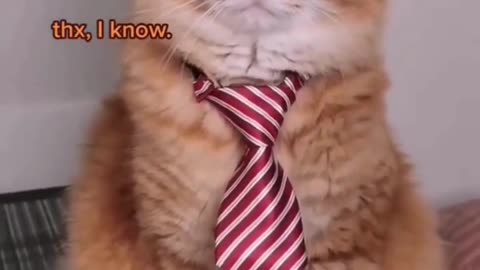 Handsome cat reacts to owner's adulation