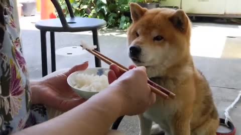 Ryuji Breakfast "Hungry Boy"