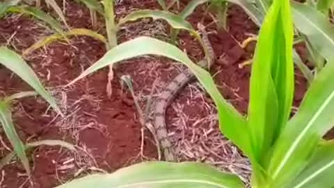 snake corn