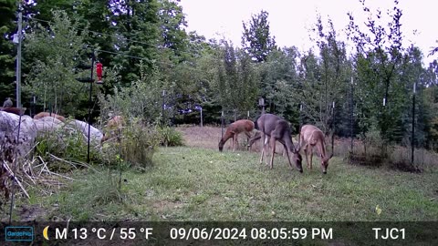 7 Deer