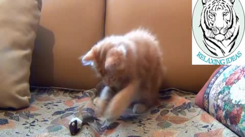 Cat plays with its toy