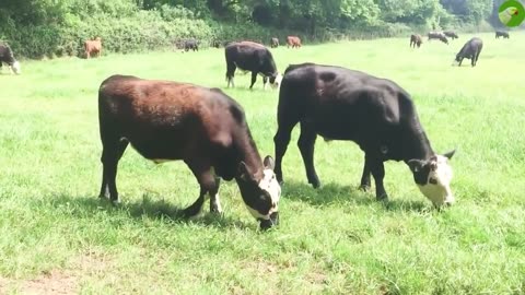 COW VIDEOS -- COWS GRAZING -- COW SOUNDS(720P_HD)