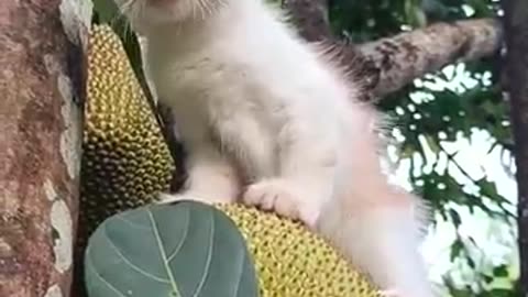 CUTE CAT!#shorts #cat #meong #kitten #kitty #kittens #viralvideo #trending