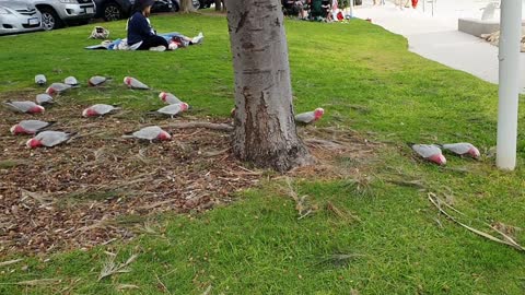 Pink Cockatoo, Galah