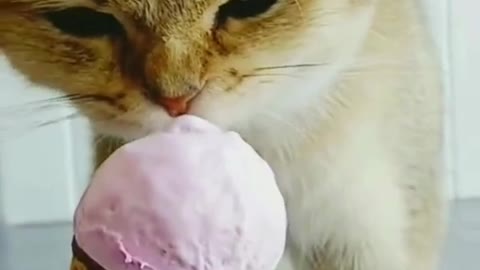 funny video funny cat eats ice cream gols funny