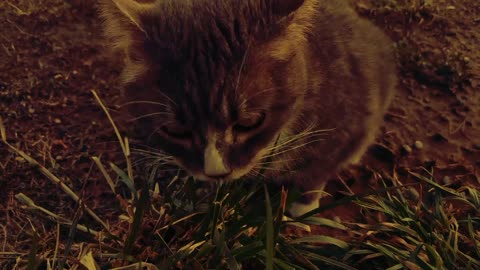 Cats eat grass