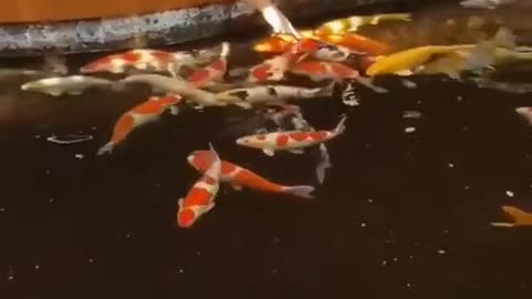 Koi fish pond