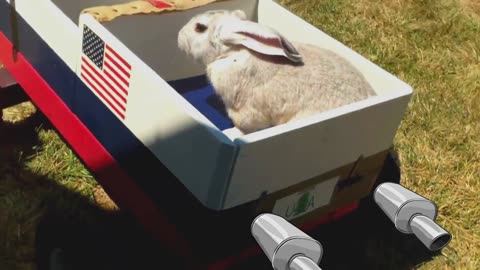 Bunny_loves_to_ride_in_the_car