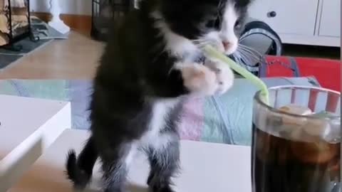 Kitten trying to drink soda with a straw