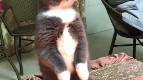 Funny cat