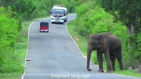 Sri Lanka Wild Elephant Attack |The wild elephant attack on foreigners that stopped the heart