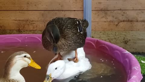 Olive the Duck Using Friend as Paddleboard