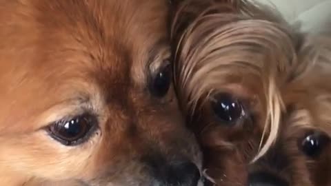 Two puppies sharing a drink