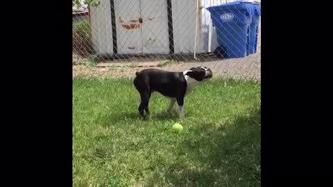 Boston Terrier Enjoys Some Ice on a Hot Day