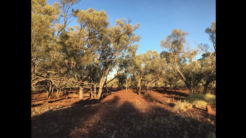 Outback Queensland Pig Hunting