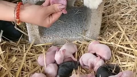 cute baby & cute rabbits 🥰🐥🐈 _ birth cute rabbits baby #rabbit