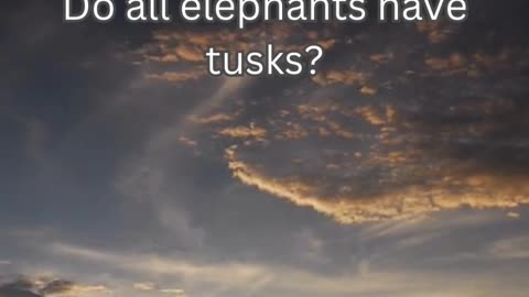 Elephant Fact 7 - Do all elephants have tusks?