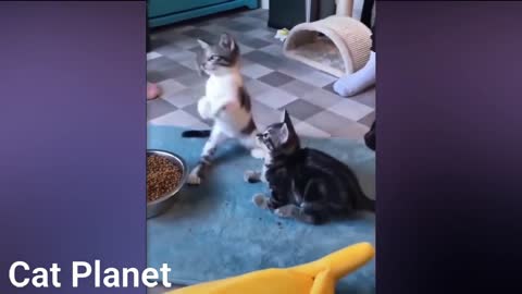 Funnyyyyyy Catssssss Video Compilation 2021