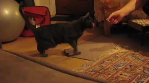 our smart cat doing tricks