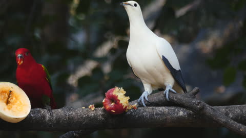 Amazing Birds Eating Fruits On A Tree