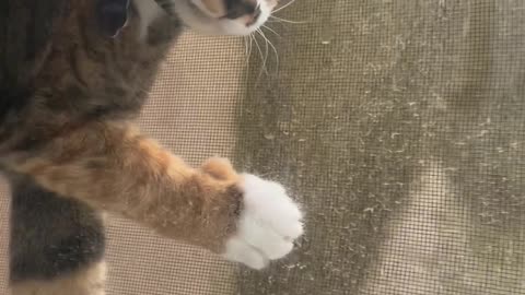 Daisy the Cat gets Stuck in Window