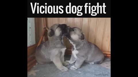 fighting animal