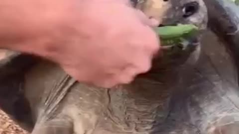 OWL PLAY WITH HAND