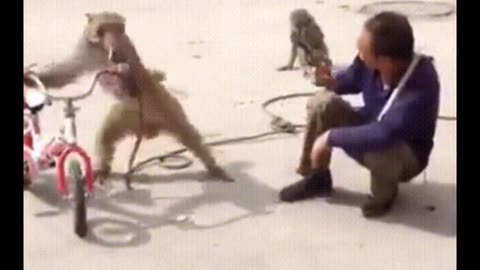 Funny monkey