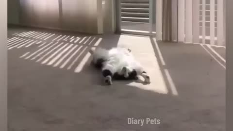 Funny _cats_video