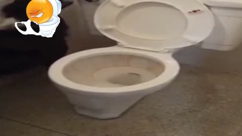 Dog Using Toilet