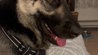 German Shepherd Dog Pays Owner Back #Shorts