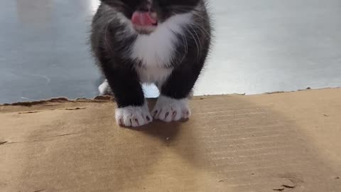 A SMALL BUT MIGHTY ROAR