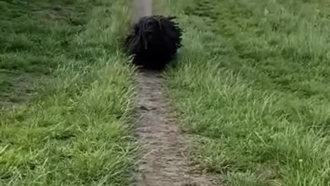 This Hungarian puli looks like a fluffy ball 😟