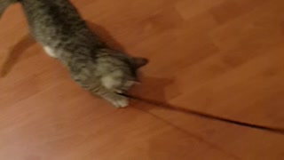 Baby Cat Playing With Tie <3